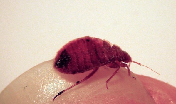 adult bed bug on finger close distance photo