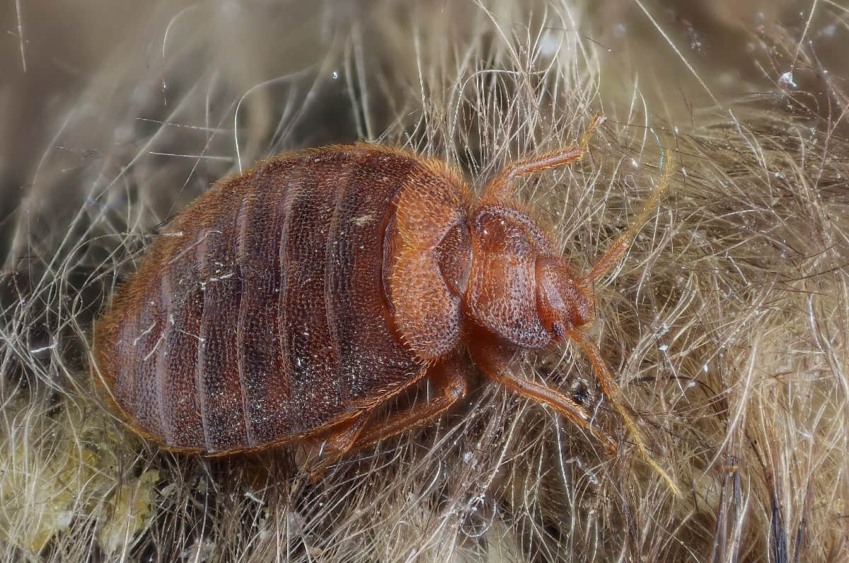 bed bug on hairy surface