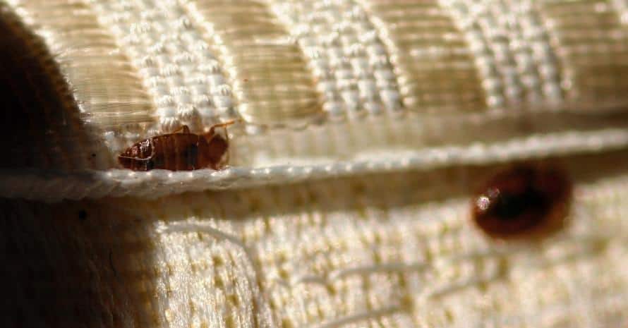 bed bug on mattress