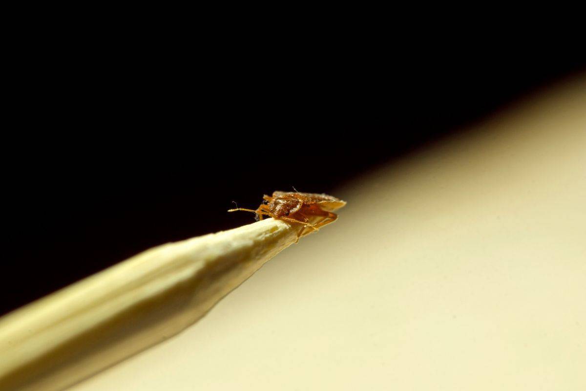 bed bug on needle