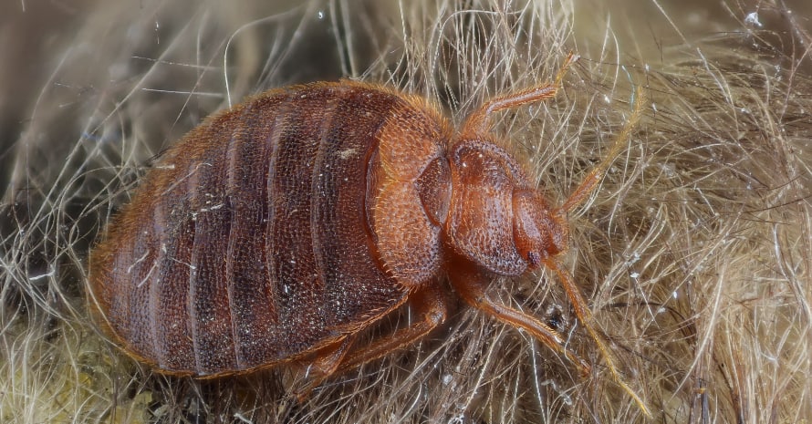 bed bug on the hair