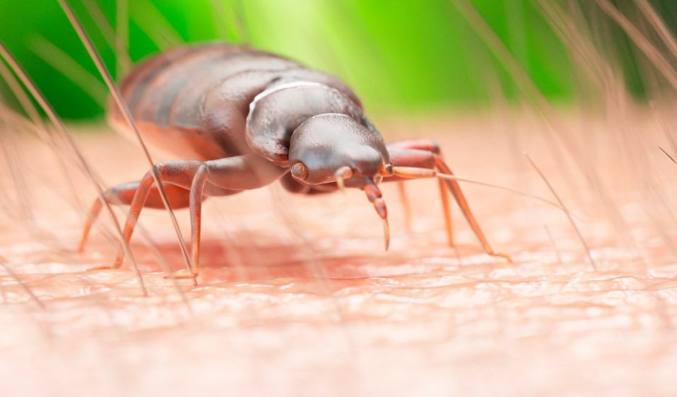 bed bug sits on the human body