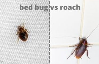 bed bug vs roach