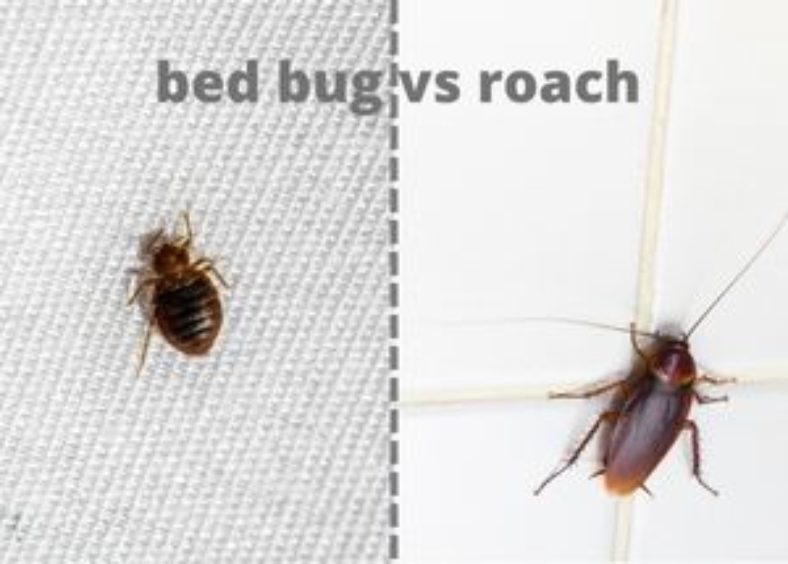 bed bug vs roach