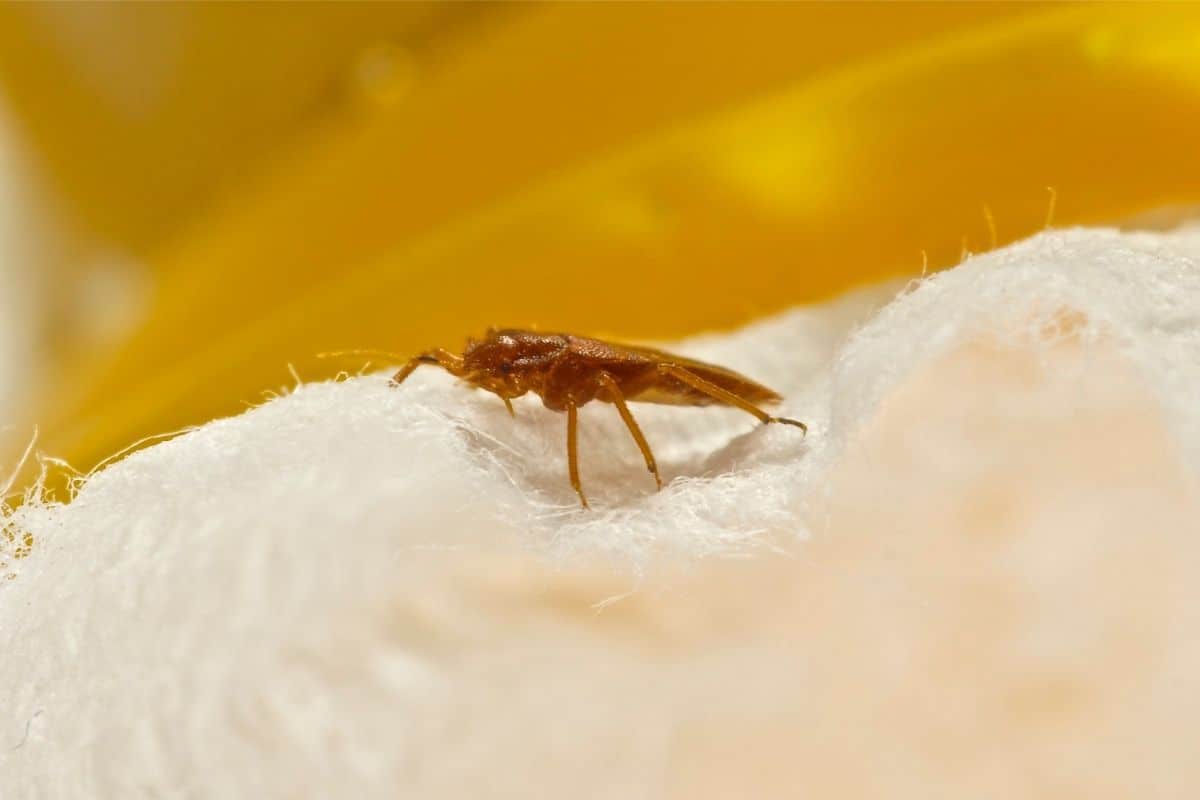 bed bug on white cloth