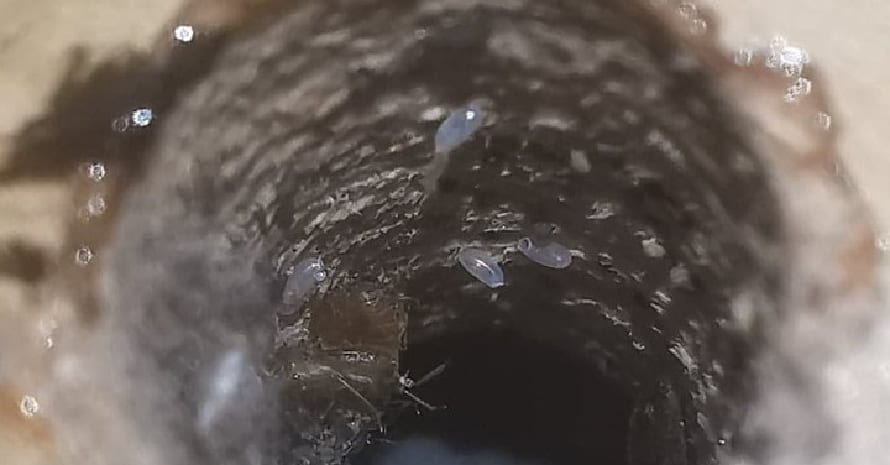 bed bugs in a pipe