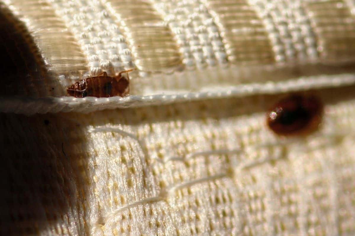 bed bugs in furniture