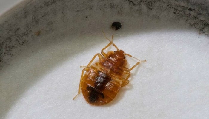 bed bugs in kitchen sink