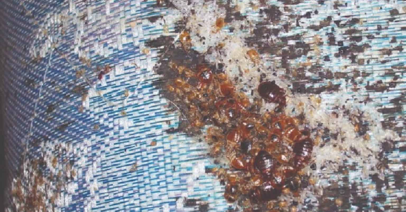 Do Bed Bugs Lay Eggs in Your Skin? Myths and Reality