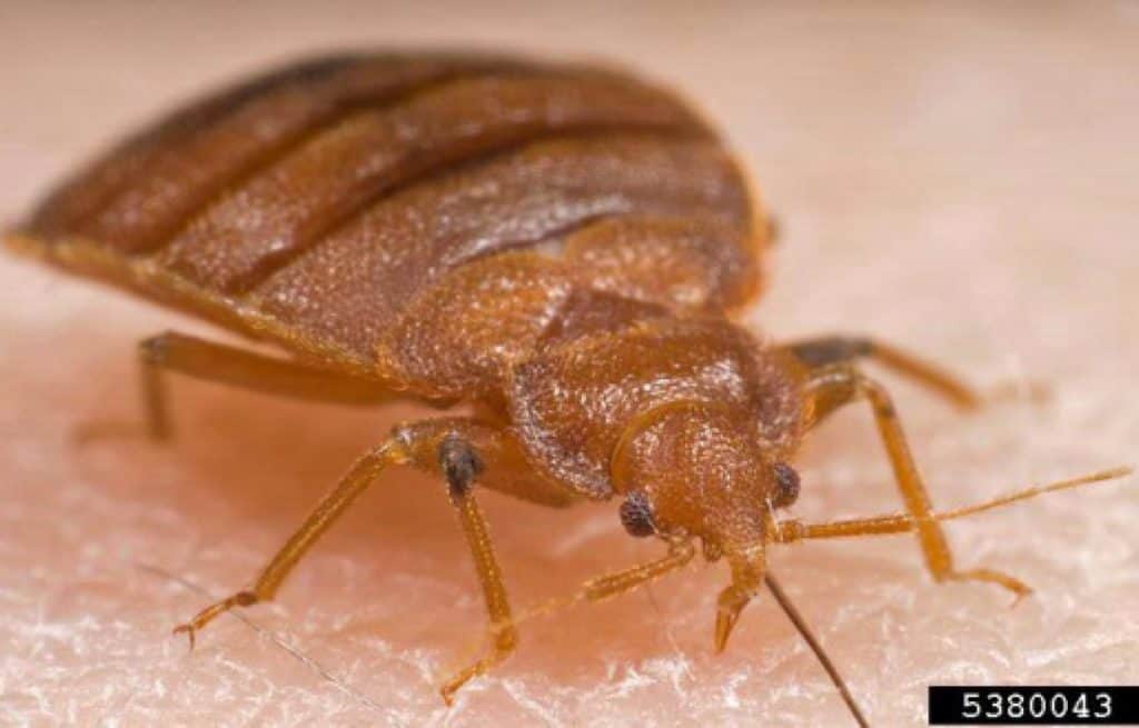 detailed bed bug image