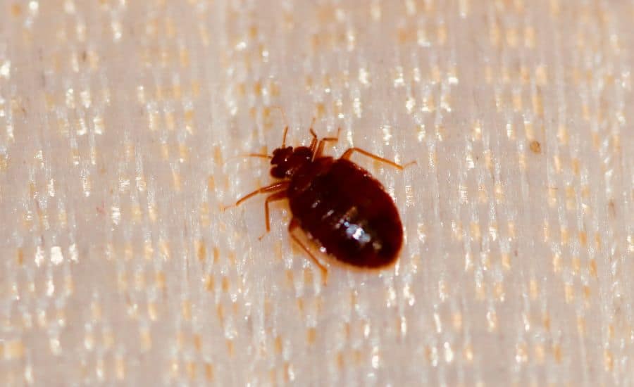 bedbug control