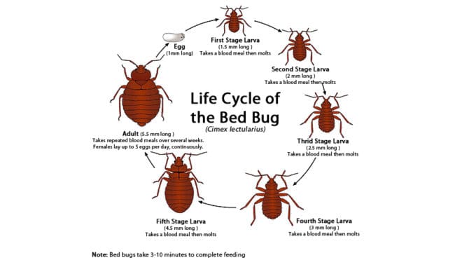 How to Get Rid of Bed Bugs: Control & Prevention Guide