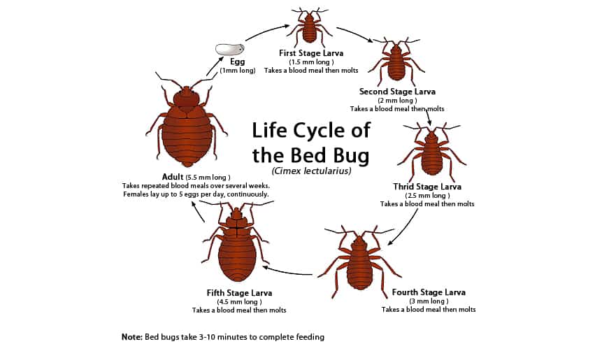 bed bug lifecycle