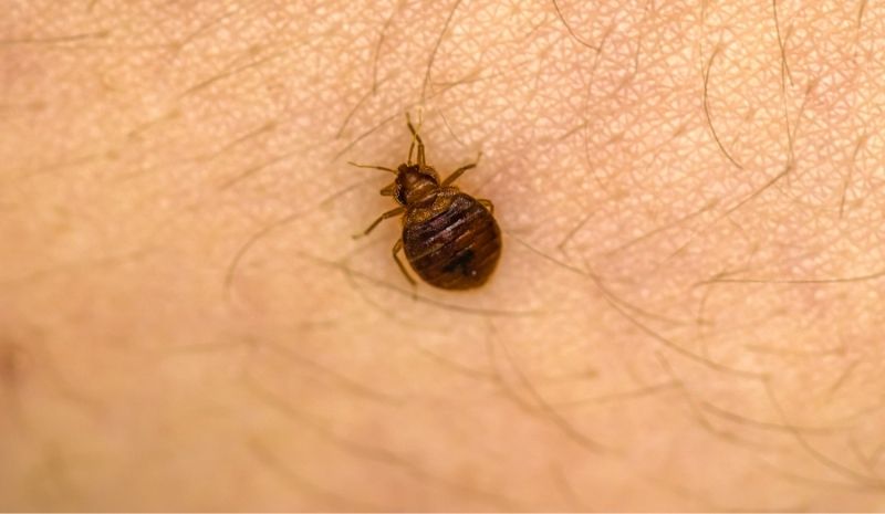 bedbug on human skin