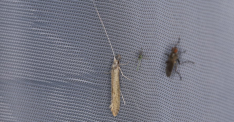 bedbug running on carpet