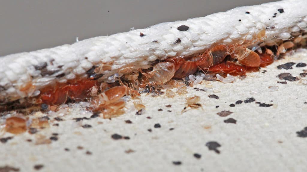 hot shot bed bug mattress and luggage treatment