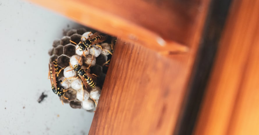 bee clues outside the window