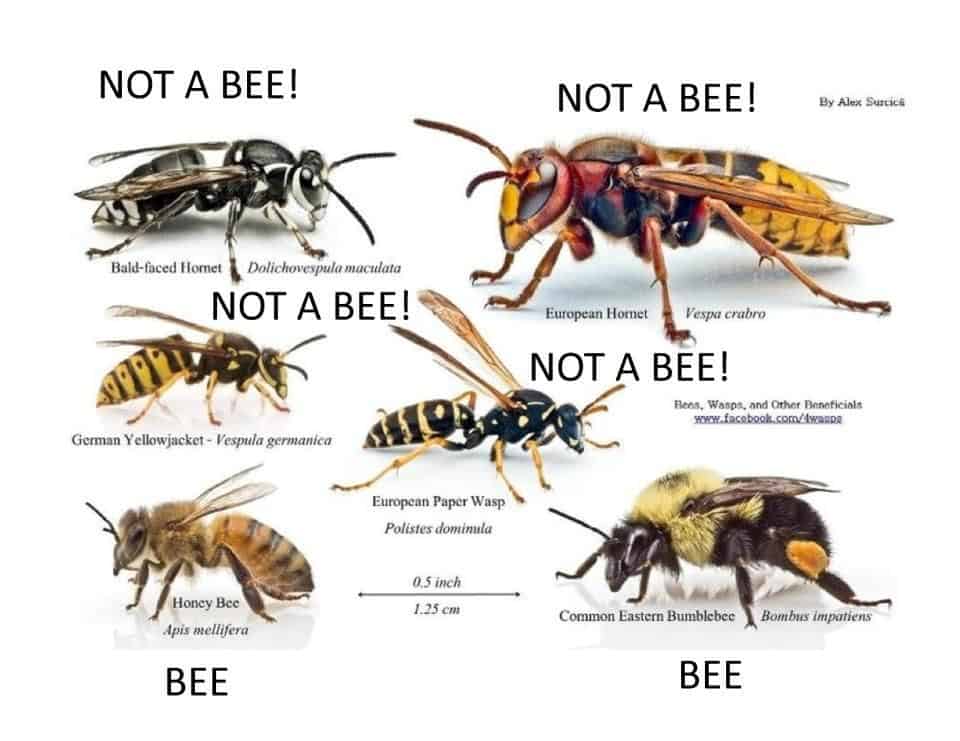 abelhas vs outros similares à procura de insetos