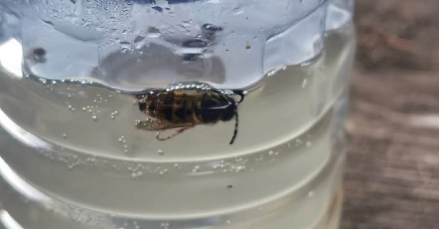 bee in a bottle trap