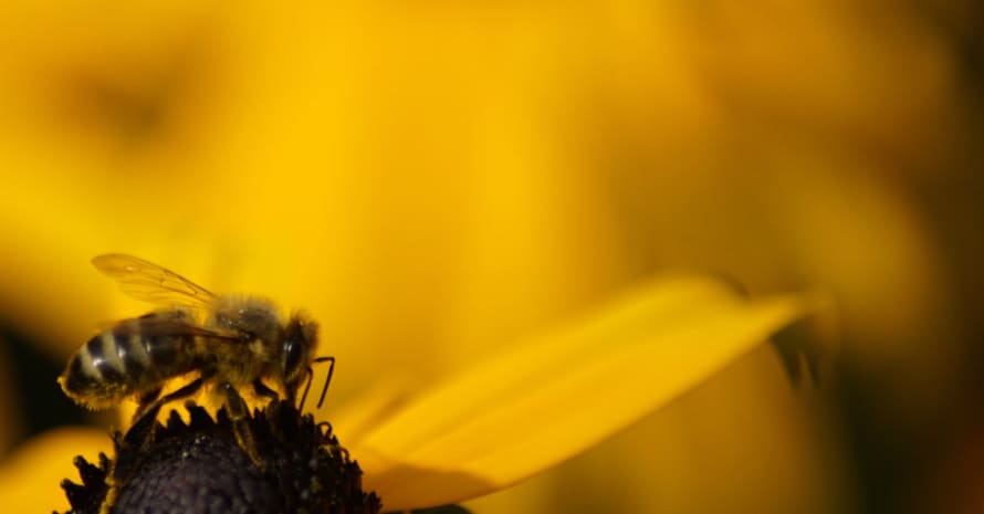 bee on a sunflower