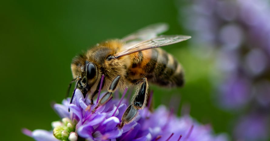 bee on siren