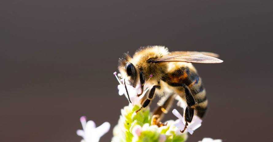 bee on white flower