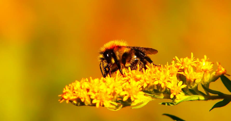 bee on yellow flower