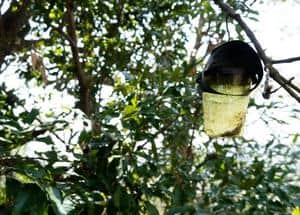 bee trap on a tree
