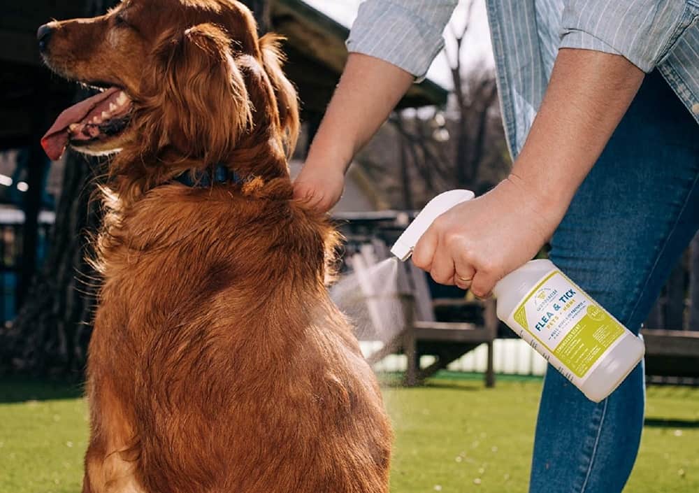 person uses a flea spray on a dog