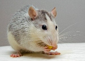 grey mouse