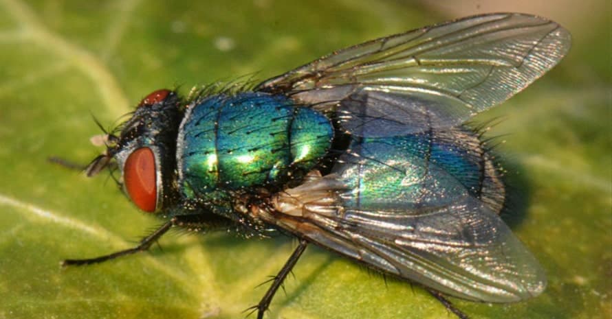 How To Get Rid Of Horse Flies Control Prevention Guide