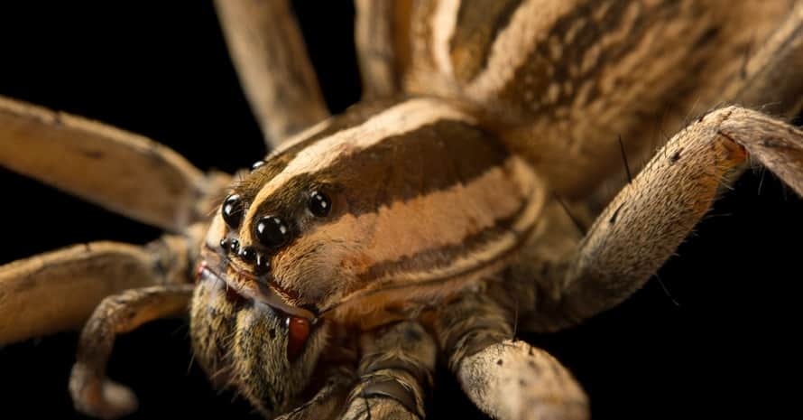 big Wolf Spiders