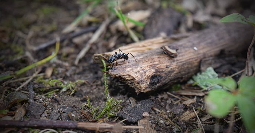 big ant on a stick