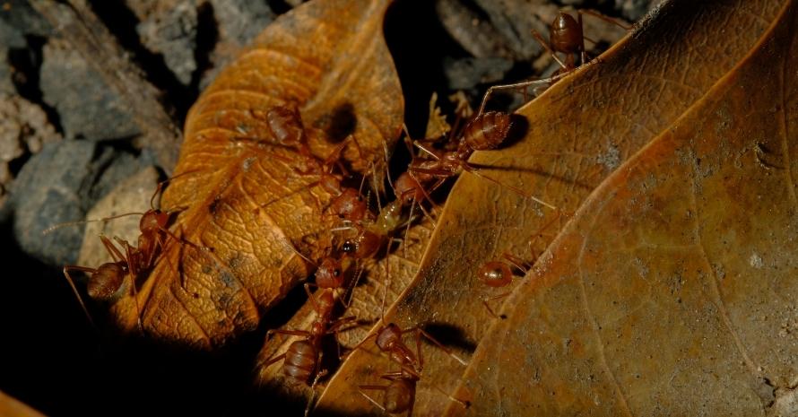 big ants on a yellow leaf