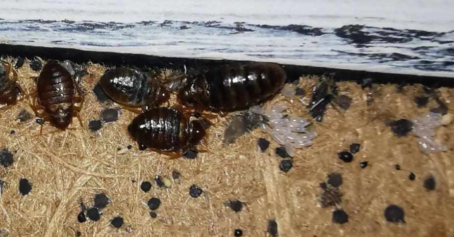 big bed bugs and eggs