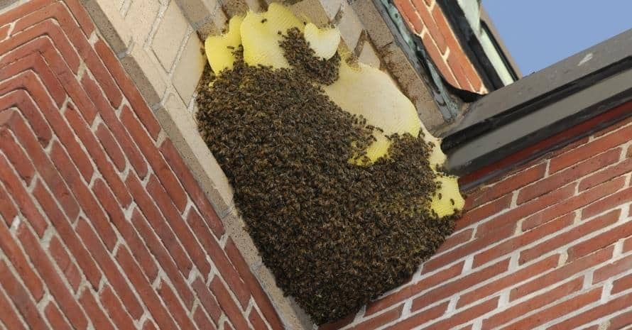 big bees nest