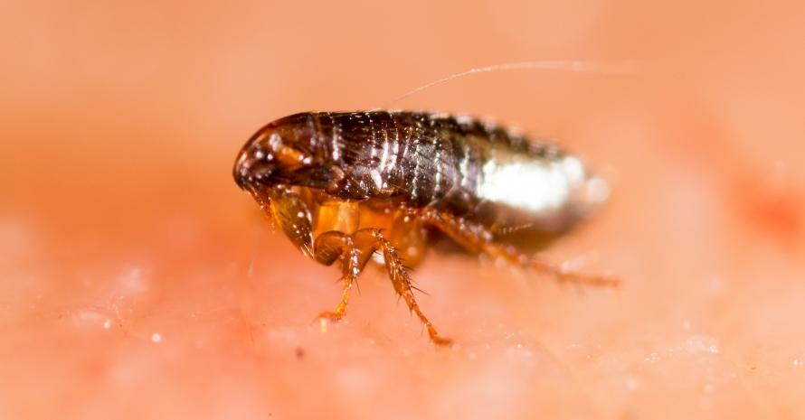 big flea close-up