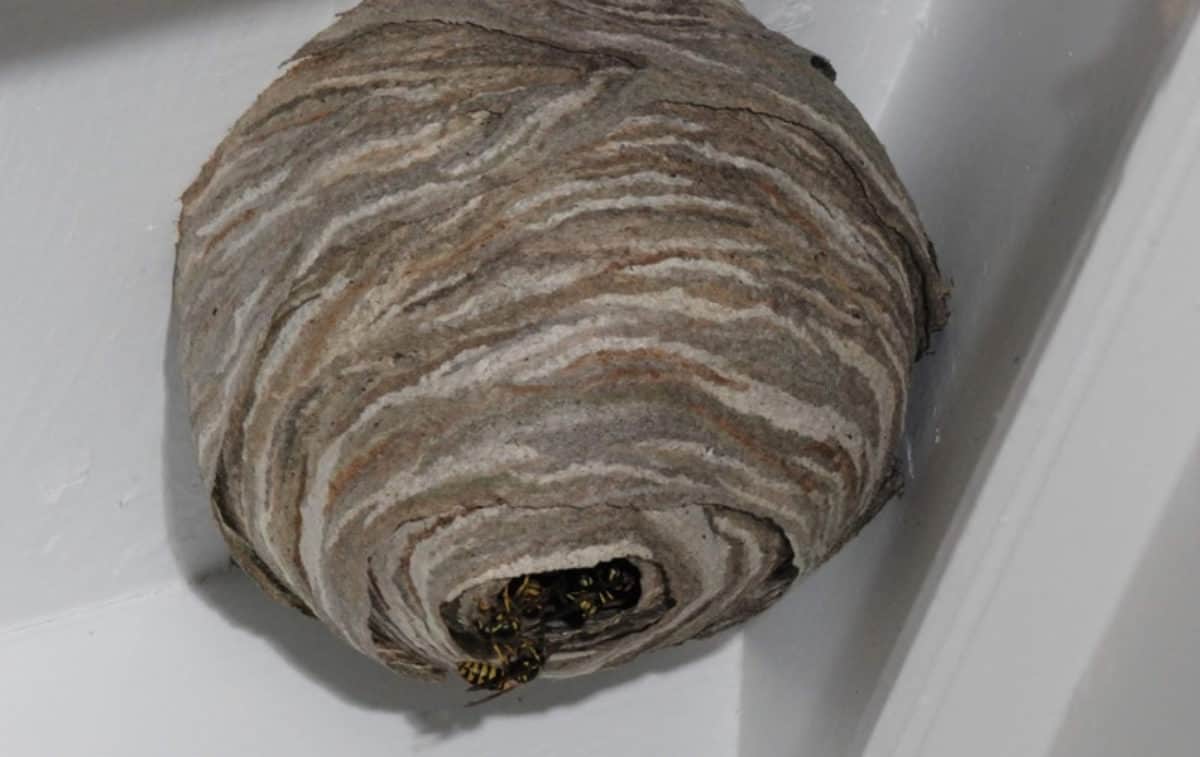 Natural Wasp Killer Get Rid Of Wasp Nests Without Chemicals Kitchen Stewardship Caring For All