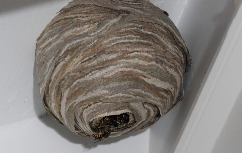 big-wasp-nest