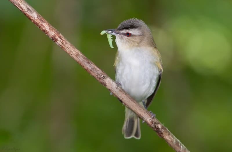 bird-eating-caterpillar