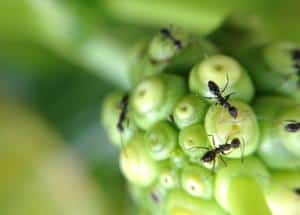 black ant at flower