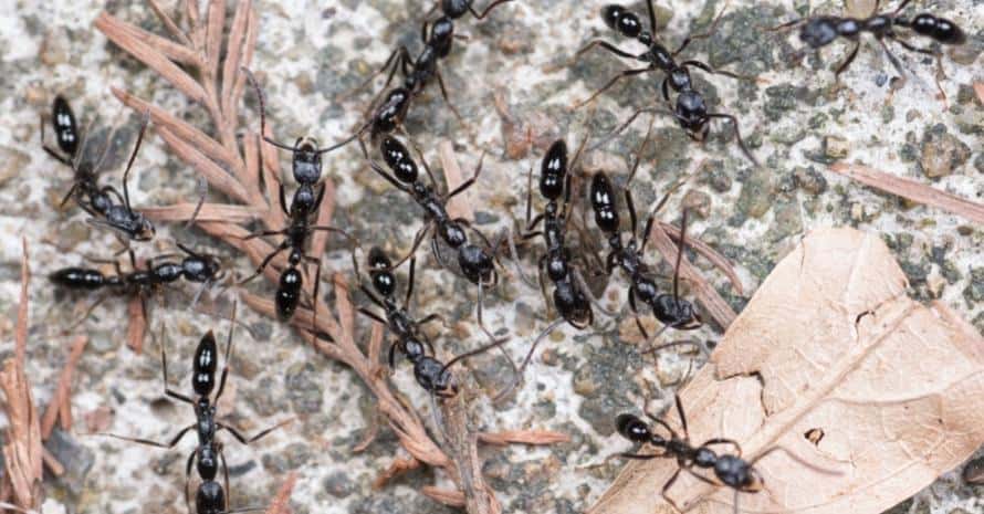 black ants run on branches