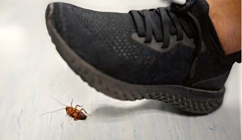 black sneaker stepping on a cockroach