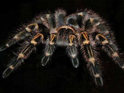 black tarantula