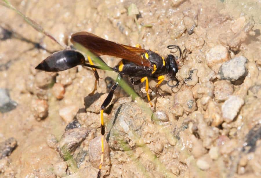 black-yellow-mud-dauber