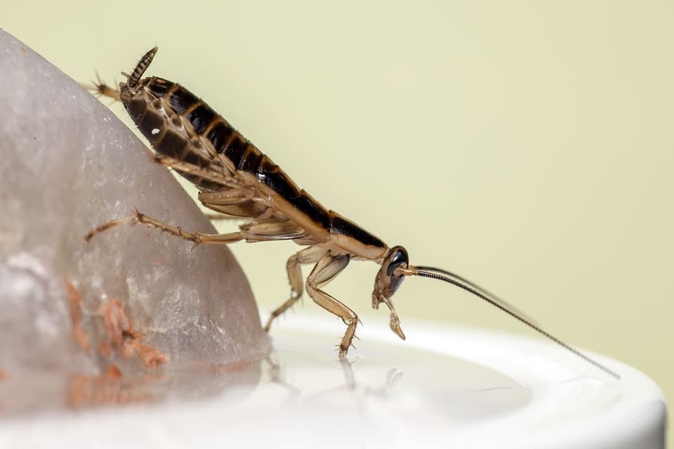 Water Bugs That Look Like Cockroaches