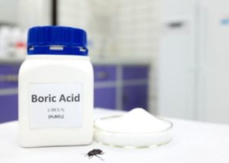 boric acid and cockroach on the table