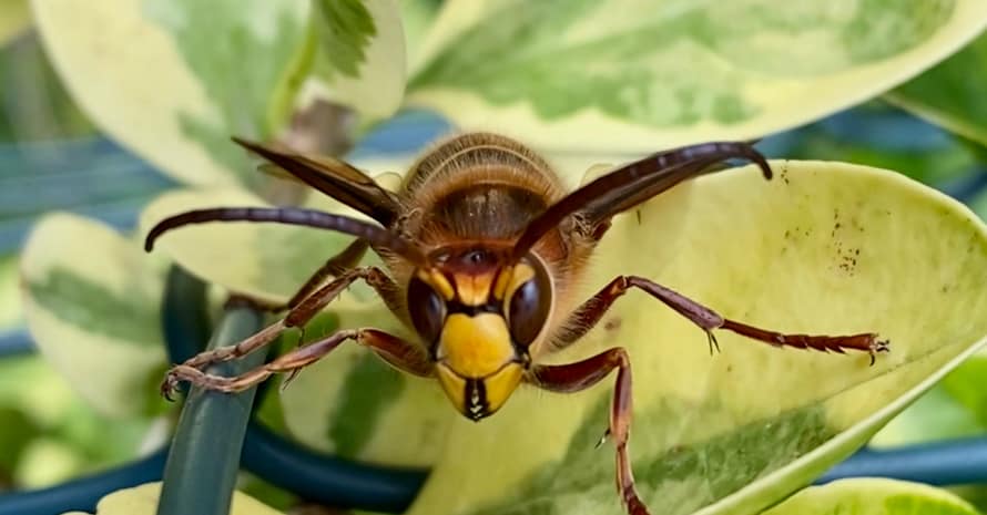 brown and black wasp on green leaf during daytime