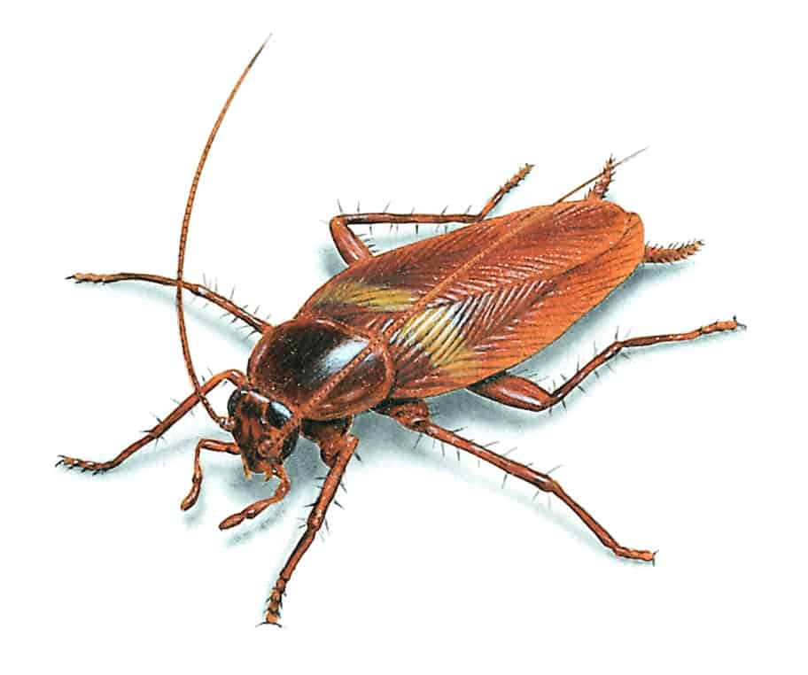 Brown banded cockroach