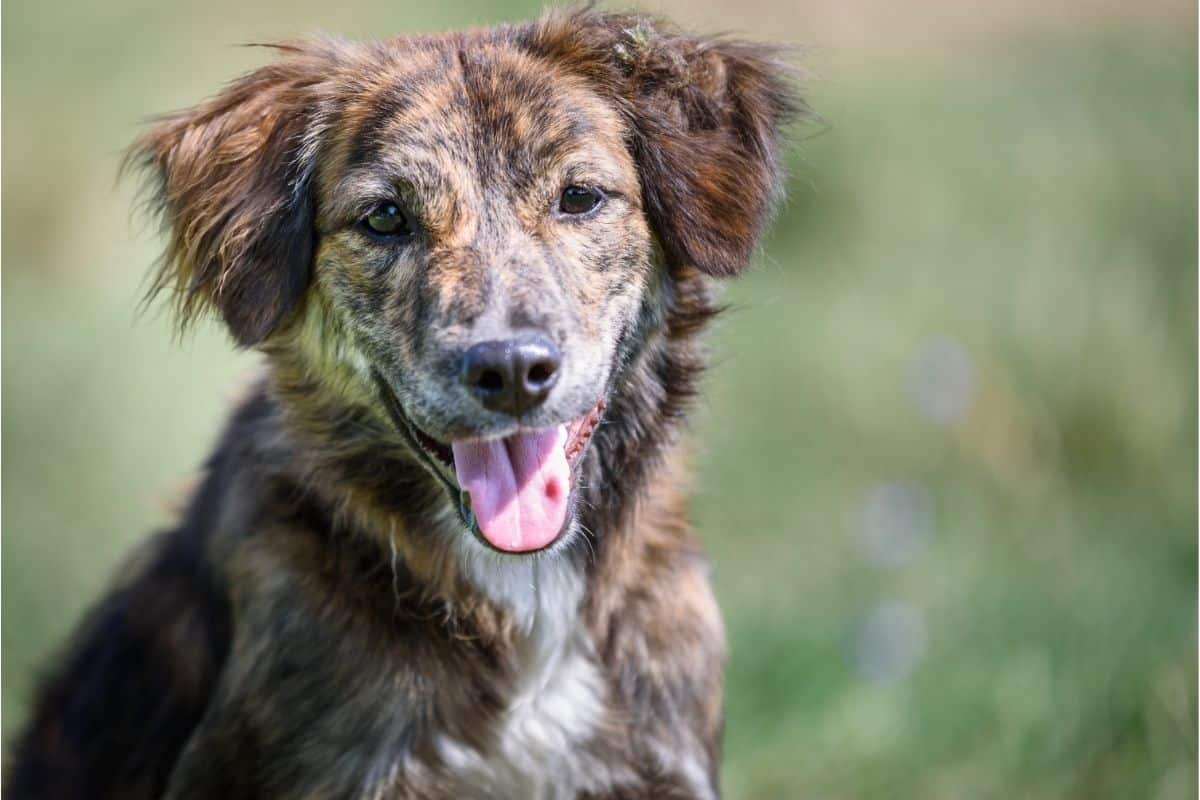 brown dog on green field